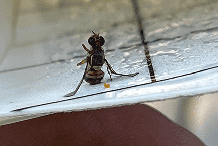 California neighborhood under quarantine due to invasive fly species